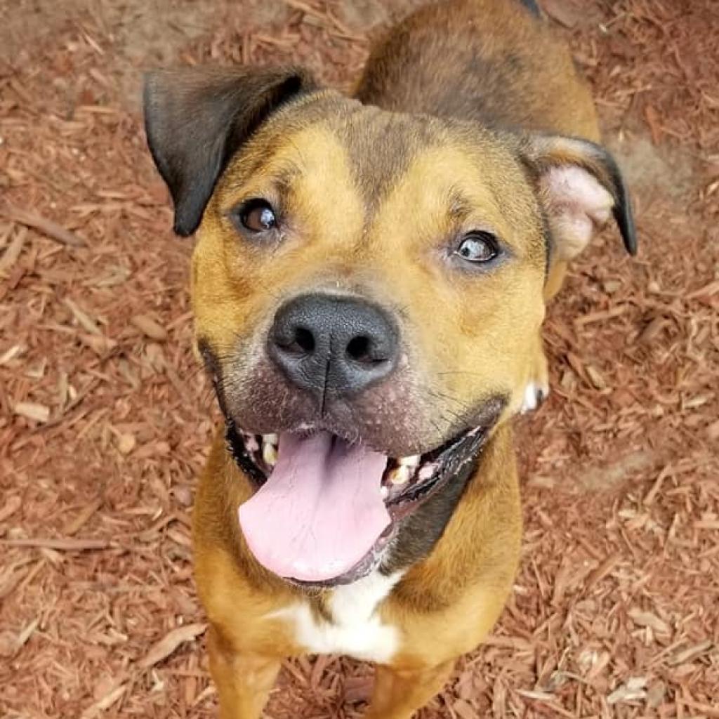 Adoptable Dogs | Lynchburg Humane Society