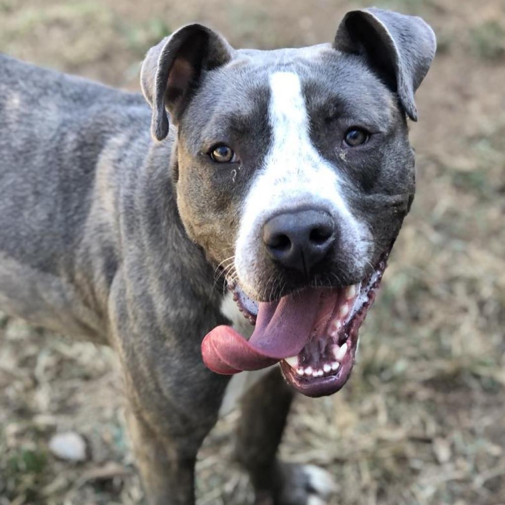 Adoptable Dogs | Lynchburg Humane Society