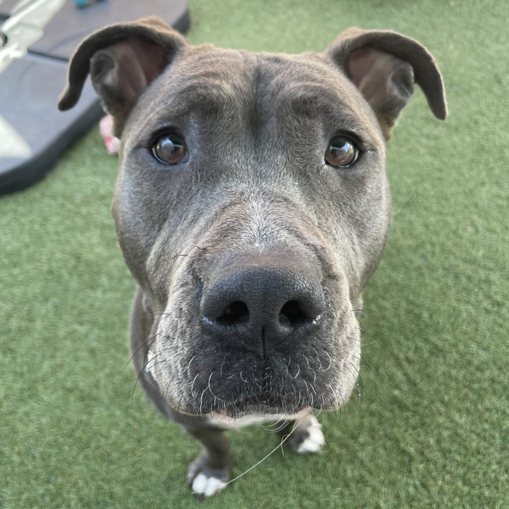 Dog for adoption - Hank, a Mixed Breed in Los Angeles, CA