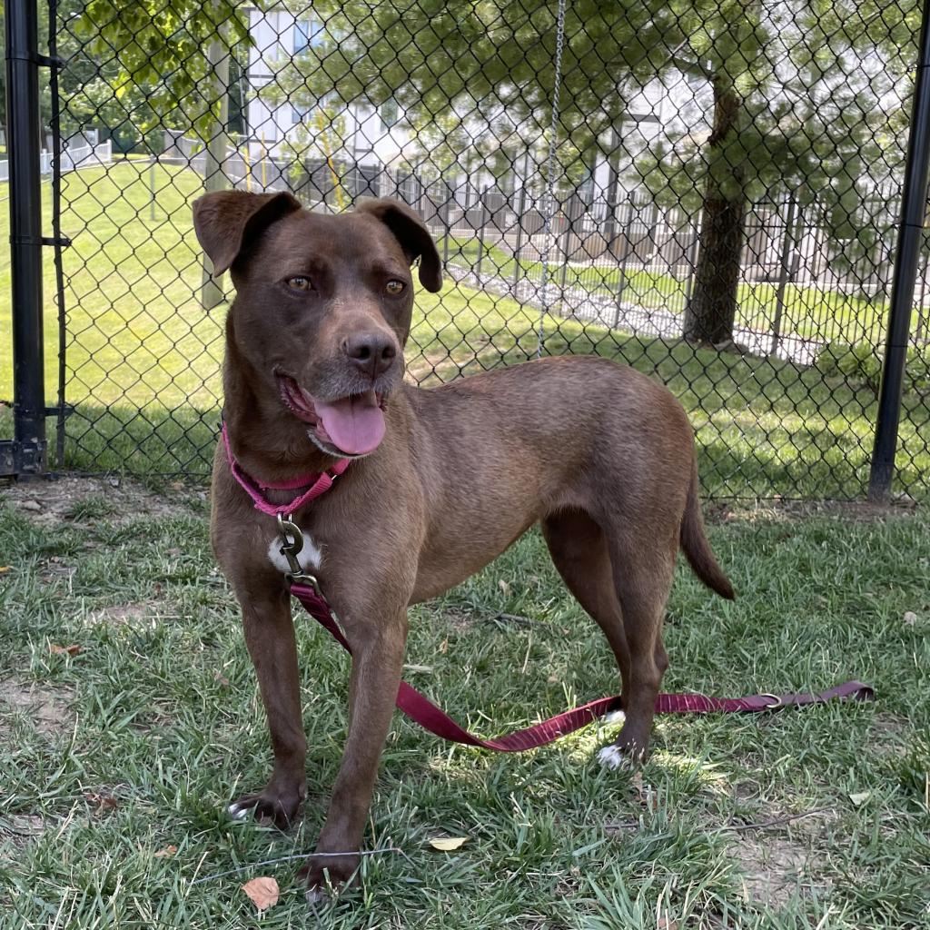 Godiva - Nashville Humane Association