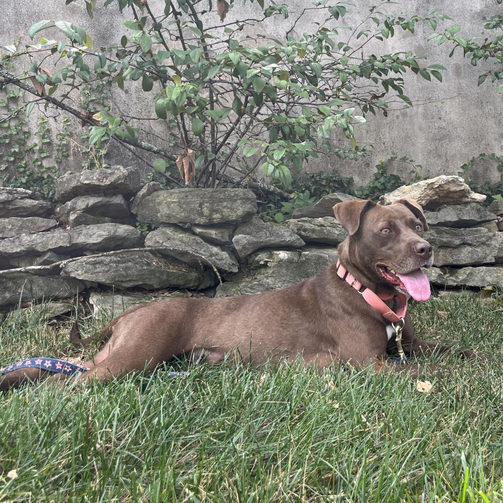 Godiva - Nashville Humane Association