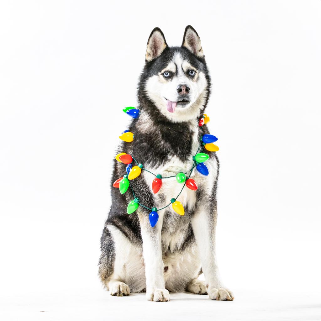 shasta-male-dog