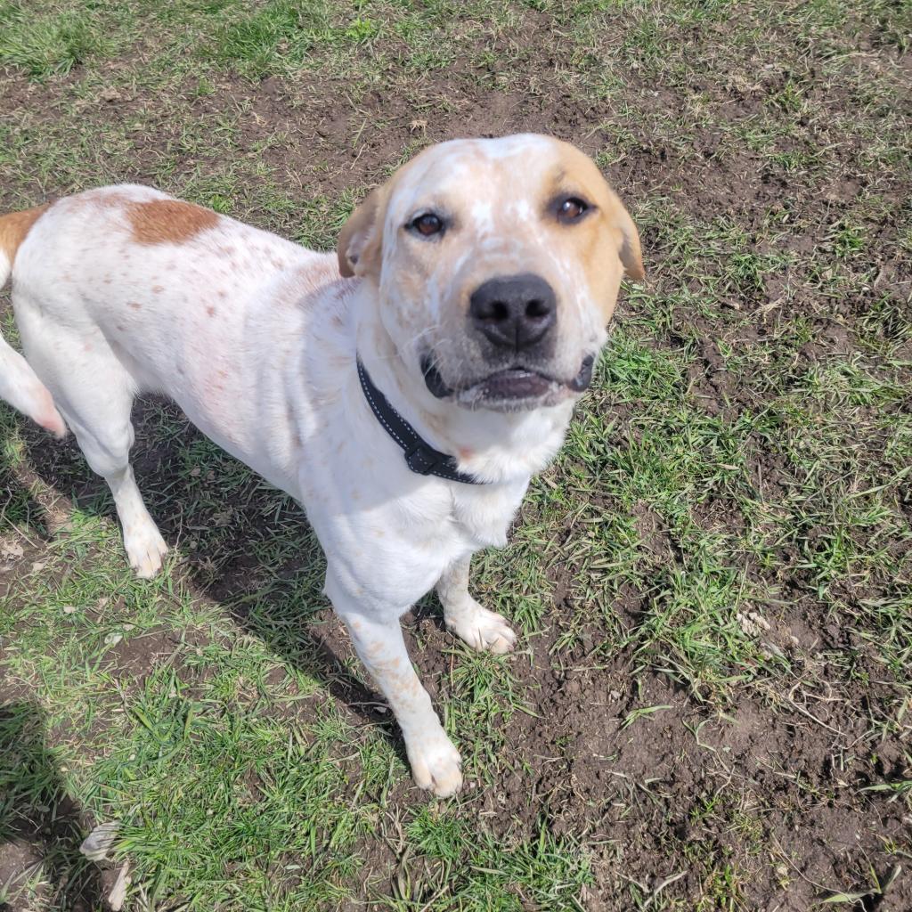 panhandle animal shelter ponderay id