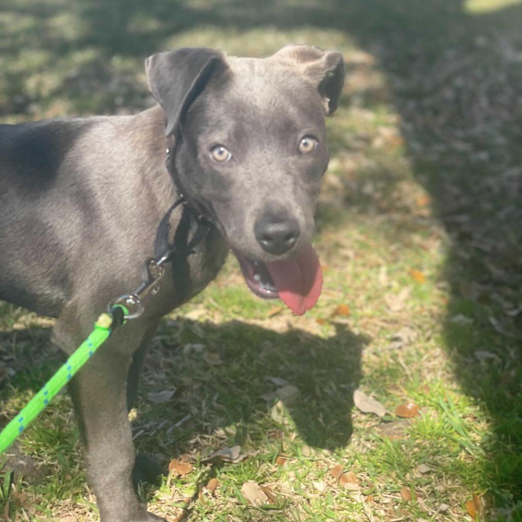 does the blue lacy have canine parvovirus